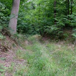 Haut Orgeval, ancien chemin médiéval  vers la ferme de Beauregard