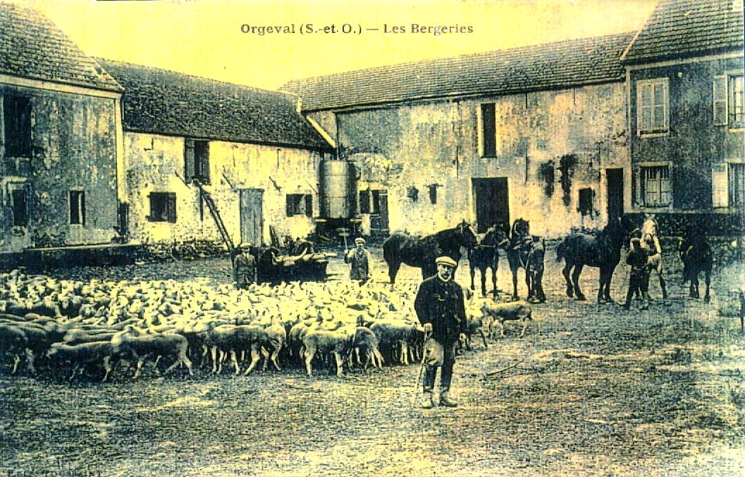 420 ferme des bergeries moutons